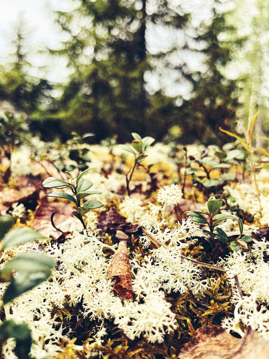 Finland Biodiversity
